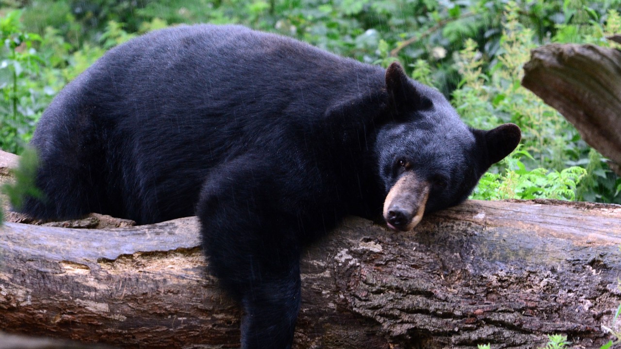 Are There Bears In Upstate NY