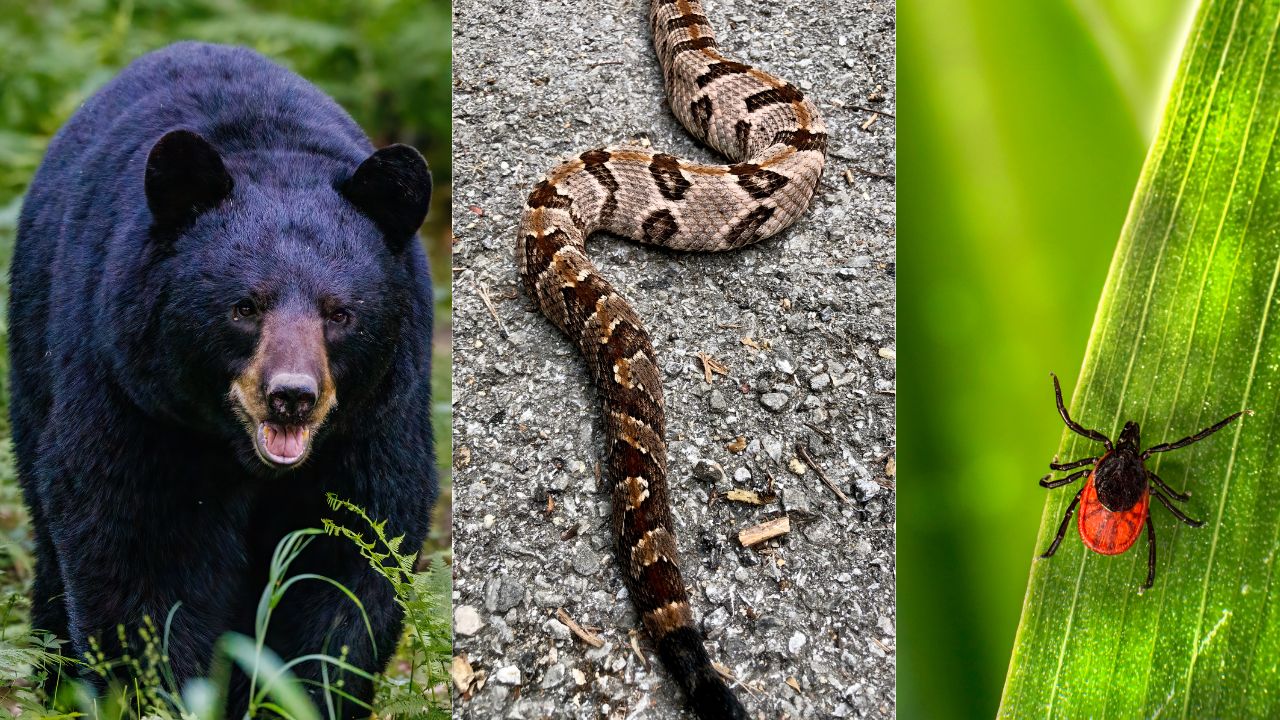 dangerous animals in upstate ny